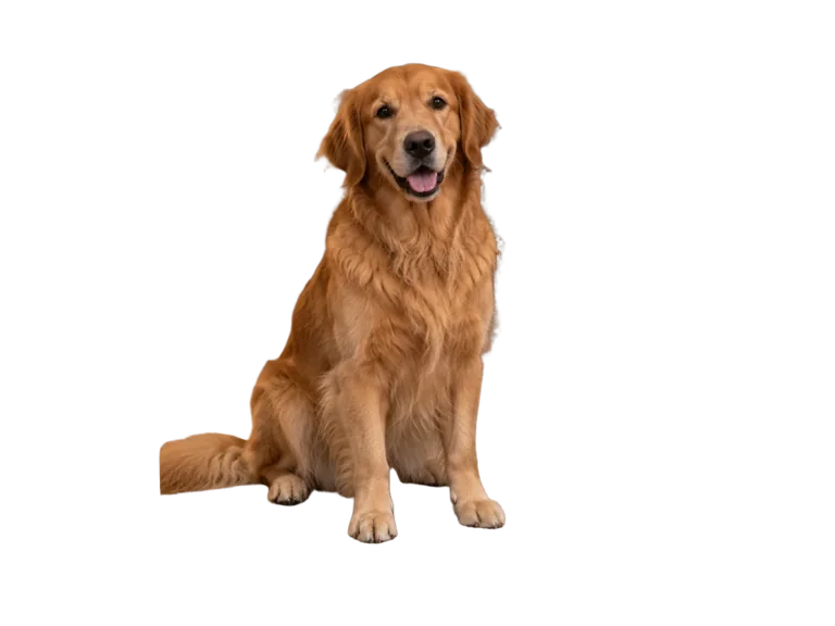 Same-source dog photograph compared with its transparent fur-edge cutout
